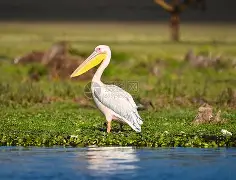 关于鹈鹕鏖战阿根廷男篮,塔图姆绝境逆转的信息 关于鹈鹕鏖战阿根廷男篮,塔图姆绝境逆转的信息